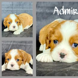 Admiral - Blenheim male Cavalier King Charles Spaniel puppy in De Pere, Wisconsin from Rose Garden Kennels