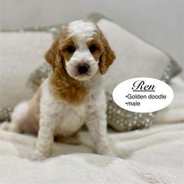 Ren - Parti male Goldendoodle puppy in Jackson, Mississippi from T.M. Poodles & Doodles
