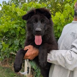 Girl 5 B - Black female German Shepherd puppy in Stockton, California from Zaragoza German Shepherds