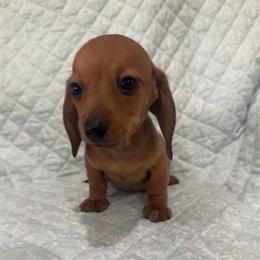 Red male - Red male Dachshund puppy in Galax, Virginia from Dells  Dachshund’s