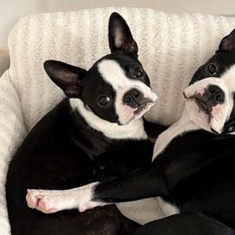 Boston Terriers from Cornerstone Boston Terriers