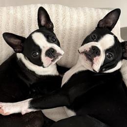 Boston Terriers from Cornerstone Boston Terriers