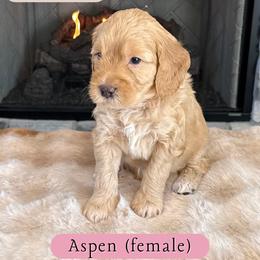 Aspen - Cream female Goldendoodle puppy in Frostproof, Florida from Lover Dover Doodles