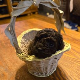 Charlotte - Brown female Poodle puppy in Mc Dade, North Carolina from Toy Poodles of NC