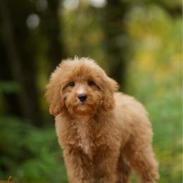 Blizzard - Red male Cavapoo puppy in Deming, Washington from Heavenly Puppies to Love