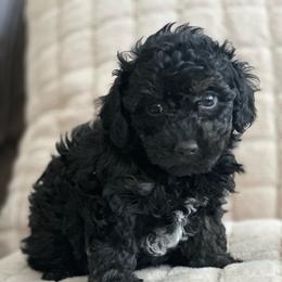 Ariel - Black female Poodle puppy in Aurora, Colorado from Miroslava's Puppies