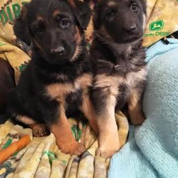 German Shepherd Puppies from Lost Creek German Shepherds LLC