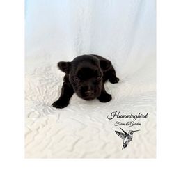 Yorkshire Terrier Puppies from Hummingbird Farm & Gardens