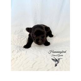 Yorkshire Terrier Puppies from Hummingbird Farm & Gardens
