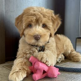Australian Labradoodle Puppies from Sun Canyon Australian Labradoodles