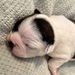 Boy 2 - Boston Terrier puppy in George West, Texas from Duke of Earl’s Boston Terriers
