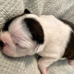 Boy 2 - Boston Terrier puppy in George West, Texas from Duke of Earl’s Boston Terriers