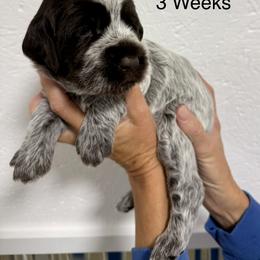 Wirehaired Pointing Griffon puppies from Salt City Farm