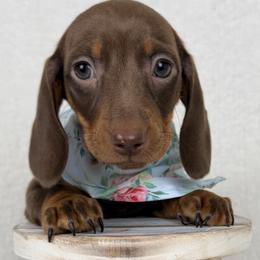 Bubbles AKC - Chocolate and tan female Dachshund puppy in Hendersonville, North Carolina from Snarky Doxy Miniature Dachshunds