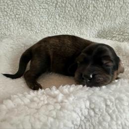 Cream brindle boy - Brindle male Dachshund puppy in Wolf Lake, Indiana from Canisteo Dachshunds