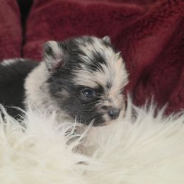 Mushu - Blue merle male Pomeranian puppy in Smithville, Texas from Lafary Poms