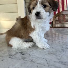 Blaise - Fawn male Companion Cross puppy in Lodi, California from V & V Kennels