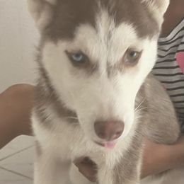 Girl 2 - Siberian Husky puppy in Victorville, California from Myers Huskies