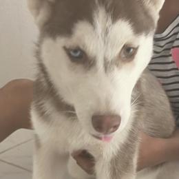 Girl 2 - Siberian Husky puppy in Victorville, California from Myers Huskies