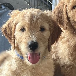 Goldendoodles and Sheepadoodles from Boes Doodles
