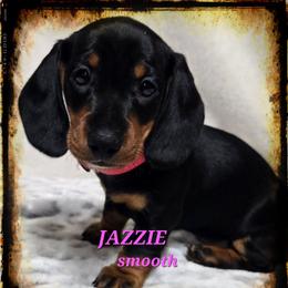 Jazzie - Black and tan female Dachshund puppy in Blair, Oklahoma from North Fork Doxies-Okla