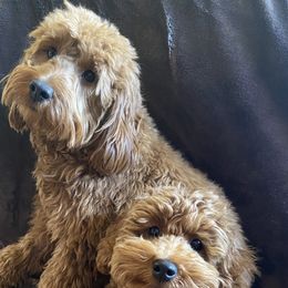 Goldendoodle Puppies from Simply Mini Goldendoodles