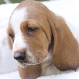 Hazel - Lemon and white female Basset Hound puppy in Middle Ga 1.5 Hrs From Atlanta, Georgia from Mountain Ridge Basset Hounds