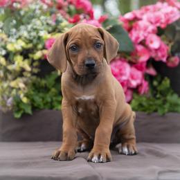 Miss Orange - Rd whtn blk nose female Rhodesian Ridgeback puppy in Hillman, Minnesota from Rhoxwood Kennel
