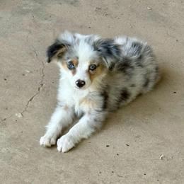 Blue Merle Male - Blue merle male Toy Australian Shepherd puppy in Brashear, Texas from Double R farms