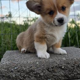 Buffalo Sauce - Sable male Pembroke Welsh Corgi puppy in Washington from Castle View Royal Rumps