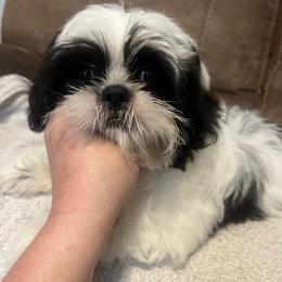 AKC Lawson - Black and white male Shih Tzu puppy in Greenville, South Carolina from Babyface Shih Tzu