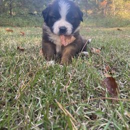Saint Bernard Puppies from Magnolia Saint Bernards
