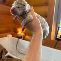 Sally - Harlequin female Great Dane puppy in Corsica, Pennsylvania from Ferguson Family Danes LLC