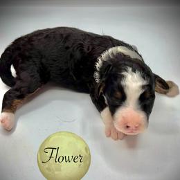 WL Pick2 - Tri-color female Bernedoodle puppy in Henrico, Virginia from Paws 4 Doodles, LLC