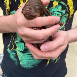 Chocolate and Tan Female - Chocolate and tan female Dachshund puppy in Gainesville, Florida from Mini Dots Mini Dachshunds