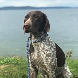 Coca - German Shorthaired Pointer