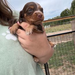 Opal - Dapple female Dachshund puppy in Mountain Home, Arkansas from Furry Friends Kennel