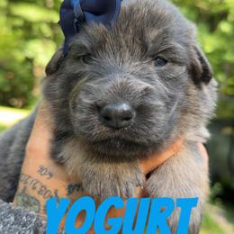 Yogurt - Blue female German Shepherd puppy in Fort Jennings, Ohio from Von Holtzapple German shepherds