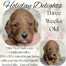 Bliss - Red  female Goldendoodle puppy in Scurry, Texas from 07 Seven Oaks Goldens and Doodles