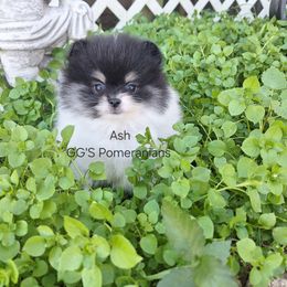 Ash - Black parti male Pomeranian puppy in Oologah, Oklahoma from GG's Pomeranians