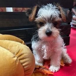Male Yorkie - Parti male Yorkshire Terrier puppy in Arizona from Land B Star Classy Puppies