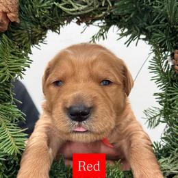 Red - Dark golden male Golden Retriever puppy in Windsor, California from Copper Tail Golden Retrievers