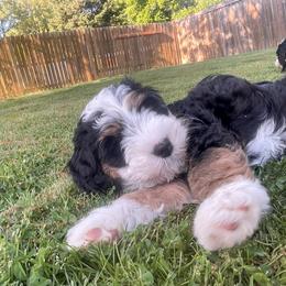 Bernedoodle Puppies from Myt fine doodles
