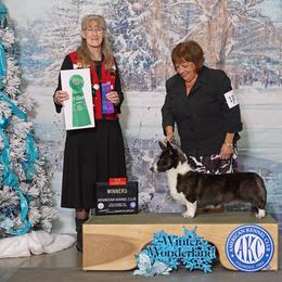 Claire - Cardigan Welsh Corgi