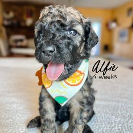 Alfie - Wheaten male Whoodle puppy in Knoxville, Tennessee from Fleury Farm Doodles TN
