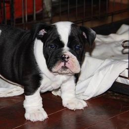 English Bulldog Puppies from Buffalo Bulldogs
