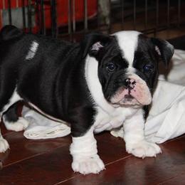 English Bulldog Puppies from Buffalo Bulldogs