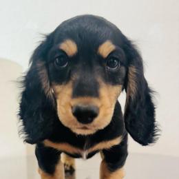 AKC Padrig - Black and cream male Dachshund puppy in Altus, Oklahoma from Johnson Prairie Pups
