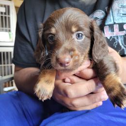 Forest - Chocolate and tan male Dachshund puppy in Onalaska, Texas from Weenies on the Lake