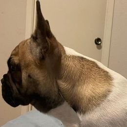 French Bulldogs from McCloney's French Bulldogs